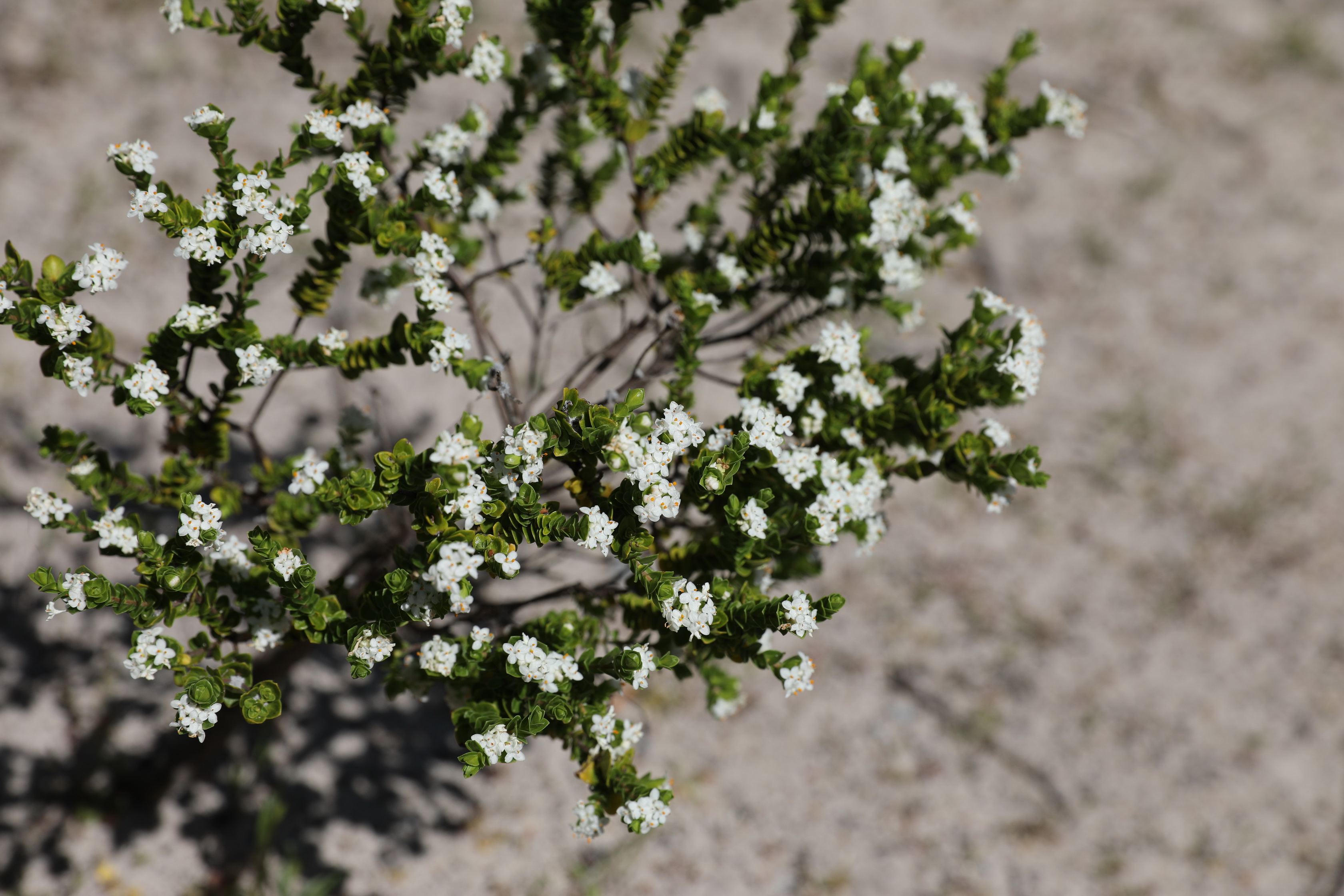 2019 09 30 14 55 05 Canon EOS 5D Mark IV 0017